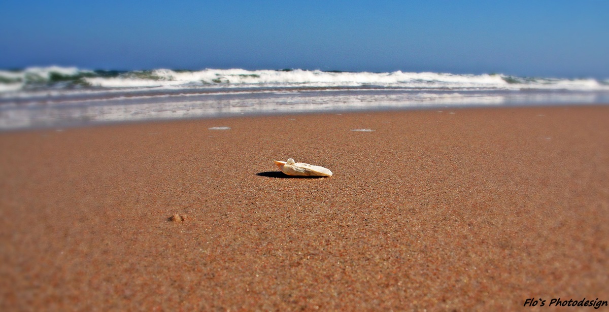 Muschel am Strand