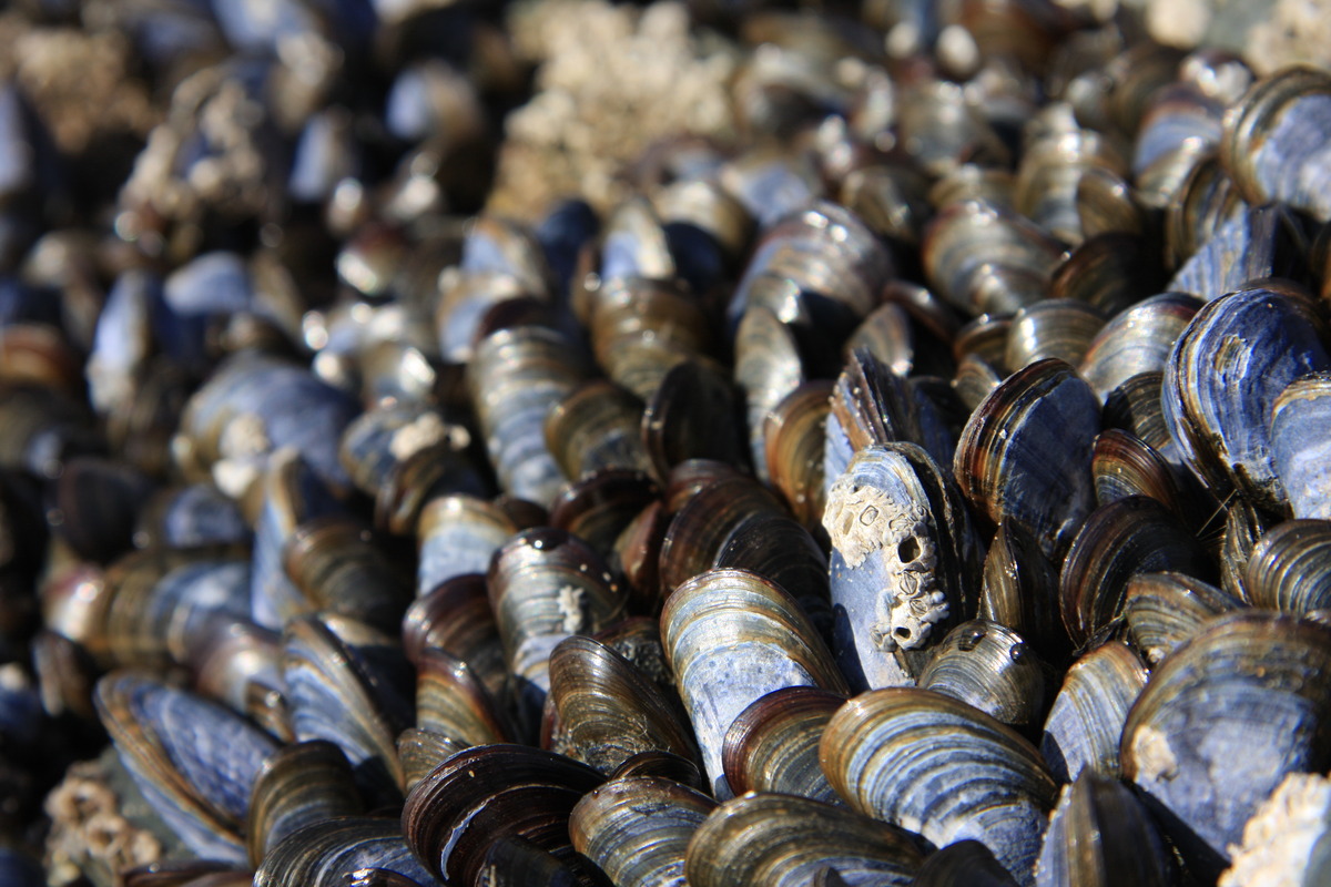 Strandmuscheln