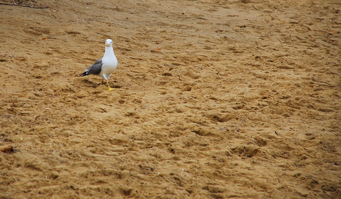 Thema des Tages "Beach" 