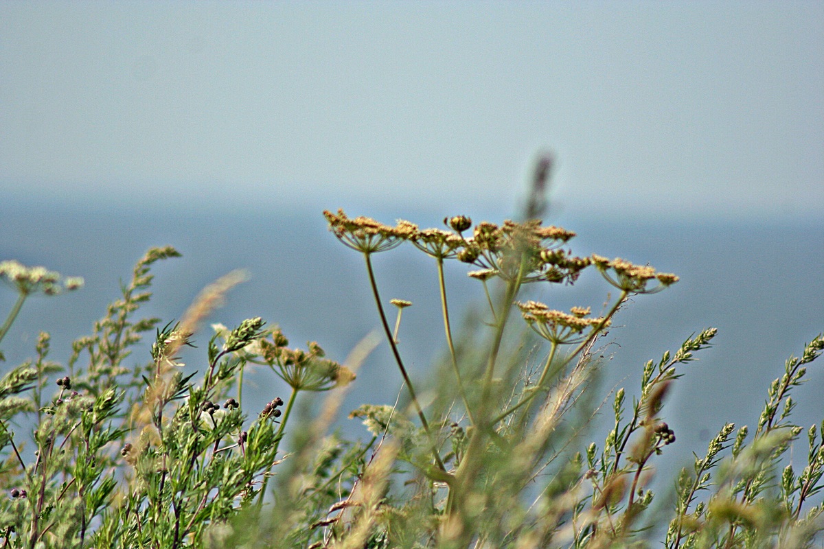Ostseeküste am Schwedeneck