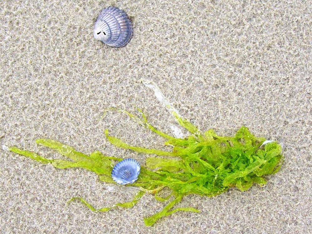 Muschelsalat