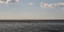 Nordsee, Watt