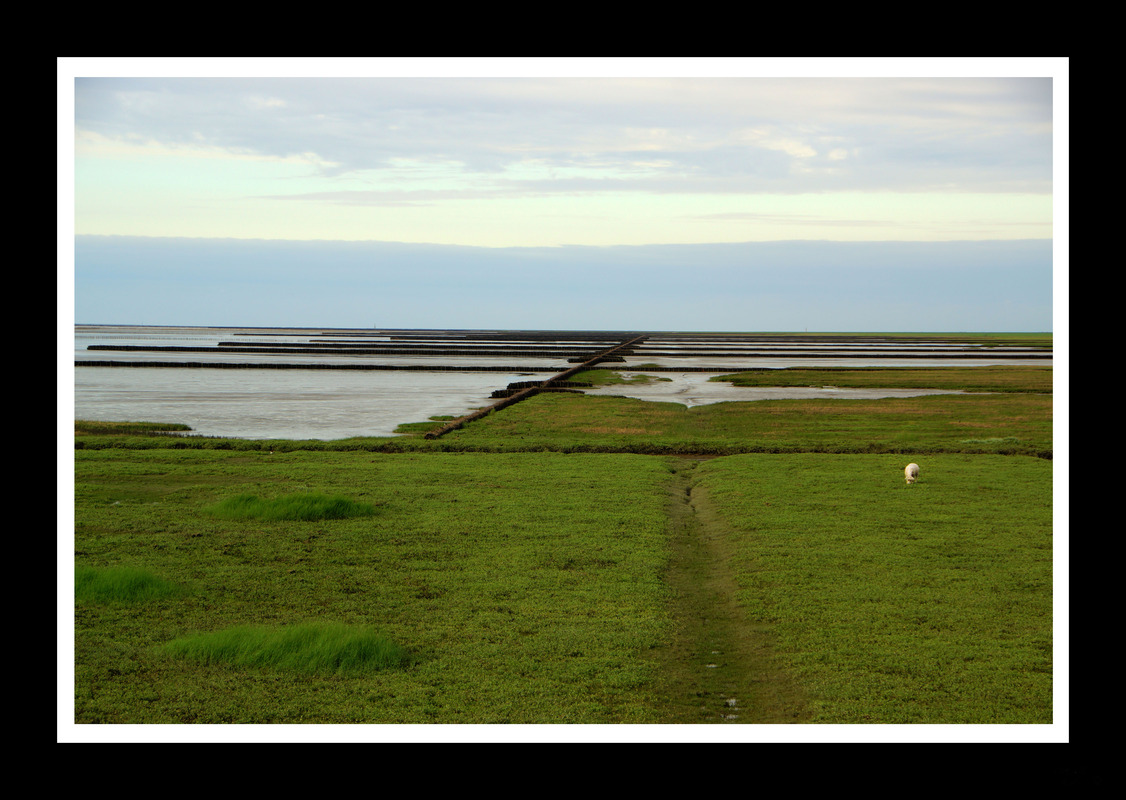 Unterwegs im Norden von Holland_ca. 10km westlich von Nordpolderzijl_1