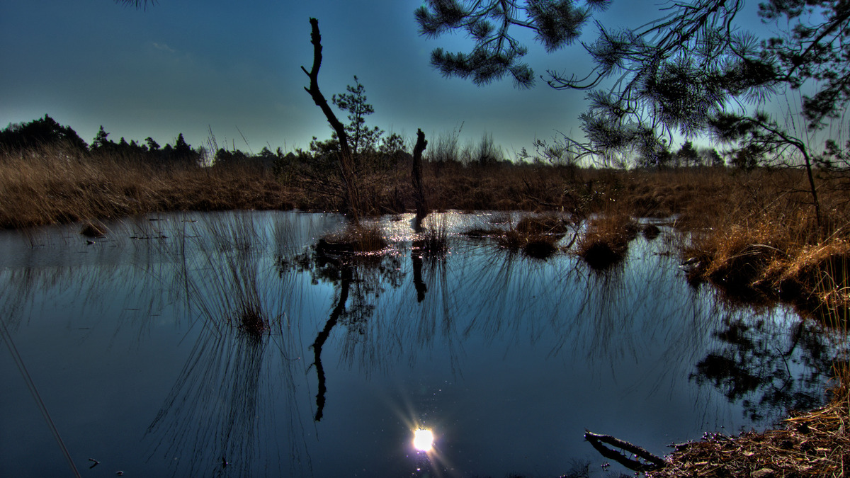 Abendstimmung im Moor