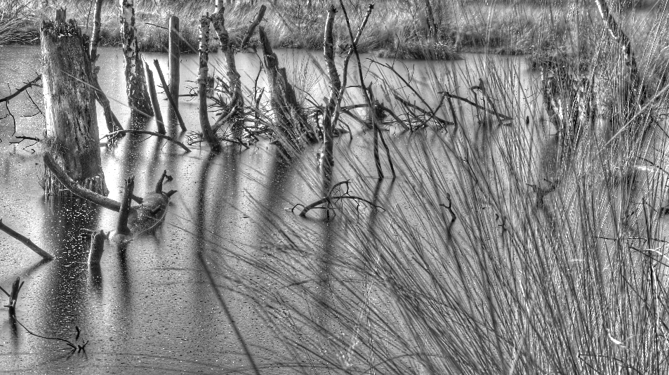 Blick ins Moor, Variante s/w bis silbrig glänzend