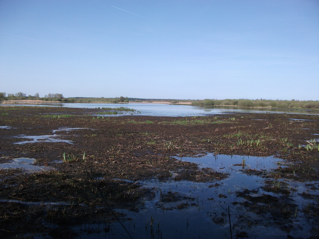 Das Moor vom Steinhuder Meer
