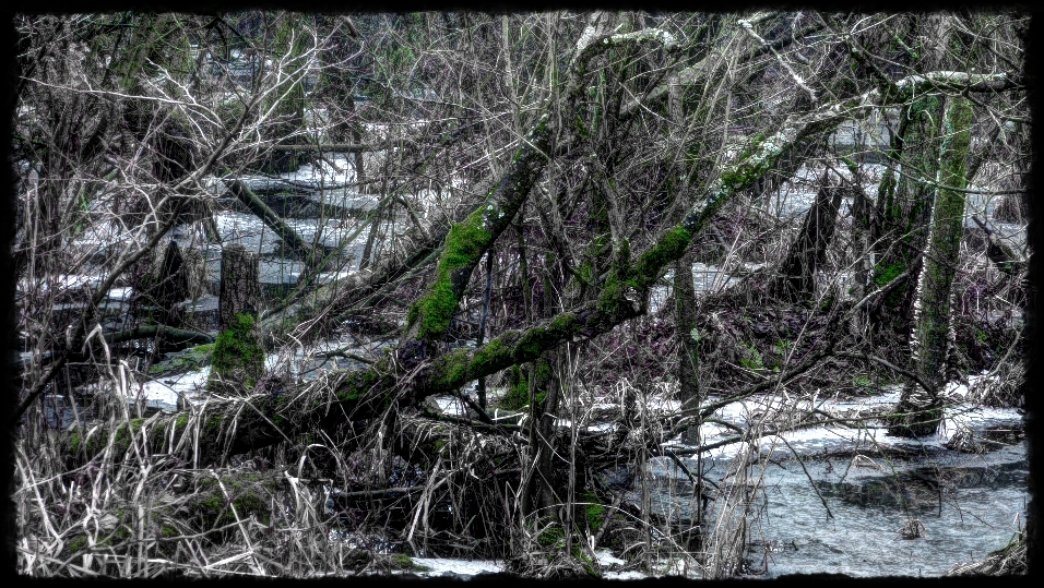 Blick ins Moor