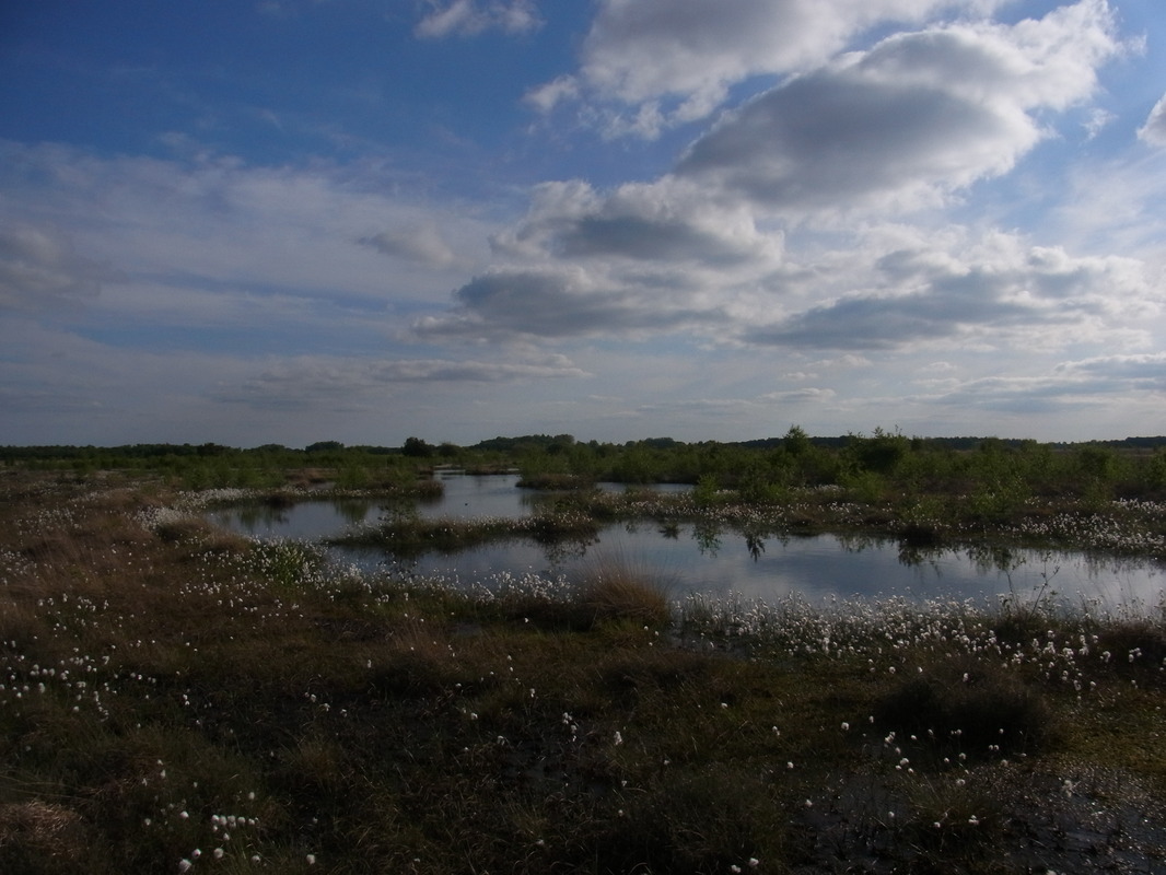 Moorlandschaft