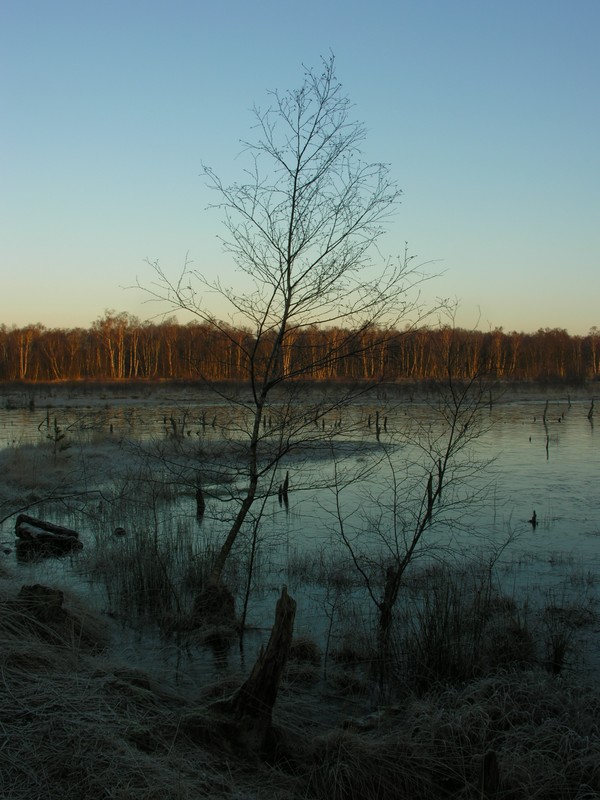 Moor im Winterschlaf