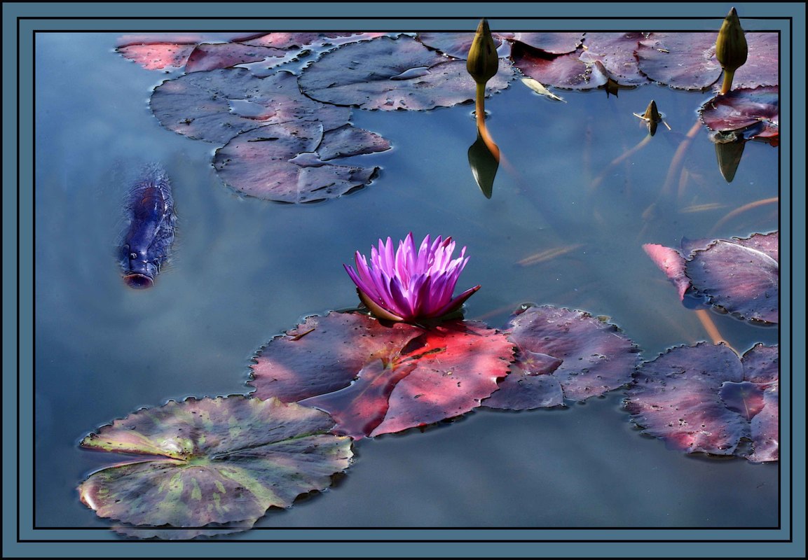 Wasserrosen