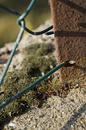 Fotos_Rückkehr der Natur