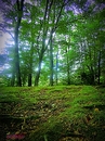 Morgens im Wald