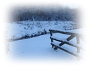 Fotos_Wald
