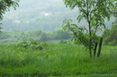 Fotos_Wald