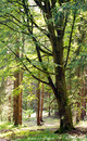 Fotos_Wald
