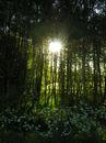 Fotos_Wald