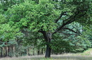 Fotos_Wald