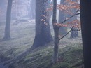 Die Schönheit der Natur bleibt auch im Nebel nicht verborgen