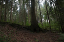 A Forest 01