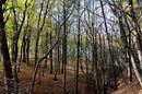 Lichter Wald