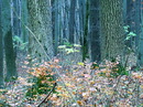 Fotos_Wald