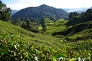 Malaysia Cameron Highlands