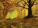 im Aschberg  2