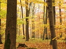 Herbstwald