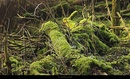 Bodenleben im feuchten Auwald