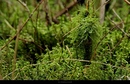 Bodenleben im feuchten Auwald 2