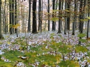 Herbstwald