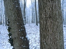 Schnee