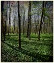 "Bärlauchwald"