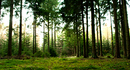 Wald in der Nordheide