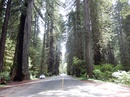 90m hohe Bäume im Redwood National Park - unglaublich!