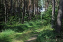 Bei uns im Wald