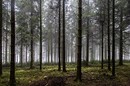 Nebel im Hohen Venn