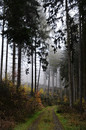 Wald im Nebel