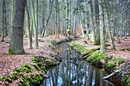 Wald mit Wasserlauf - Naturschutzgebiet Mönchbruch