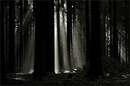 Deep Forrest