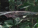 Fotos_Wald