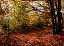 Der Herbstteppich  breitet sich aus