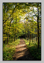 Waldspaziergang im