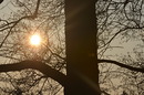 morgens im Wald 