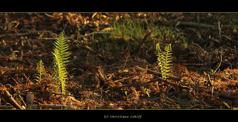 Der Morgensonne entgegen....