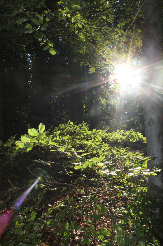 Der letzte Sonnenstrahl