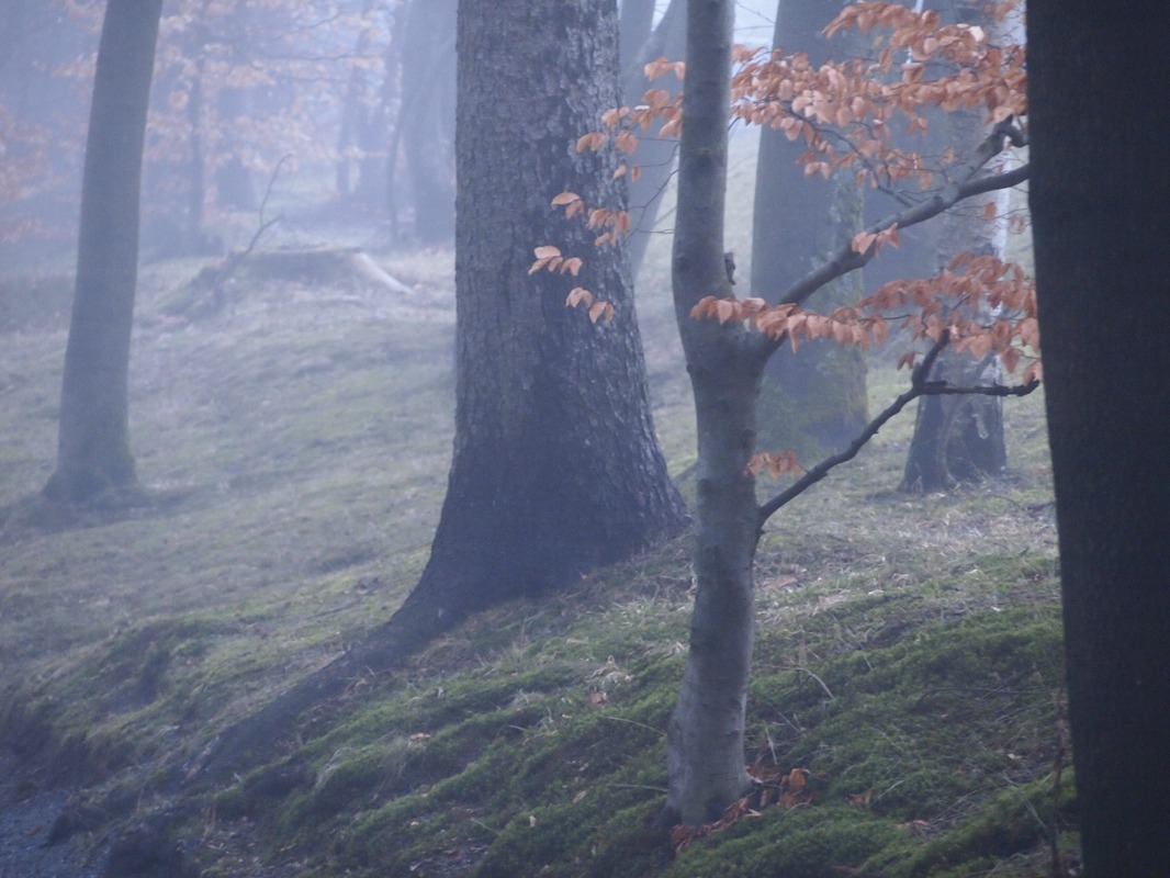 Die Schönheit der Natur bleibt auch im Nebel nicht verborgen