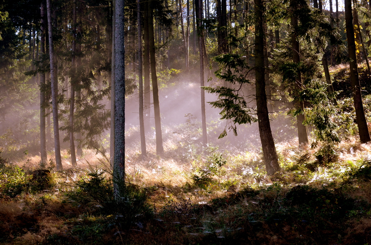 Sonnenstrahlen