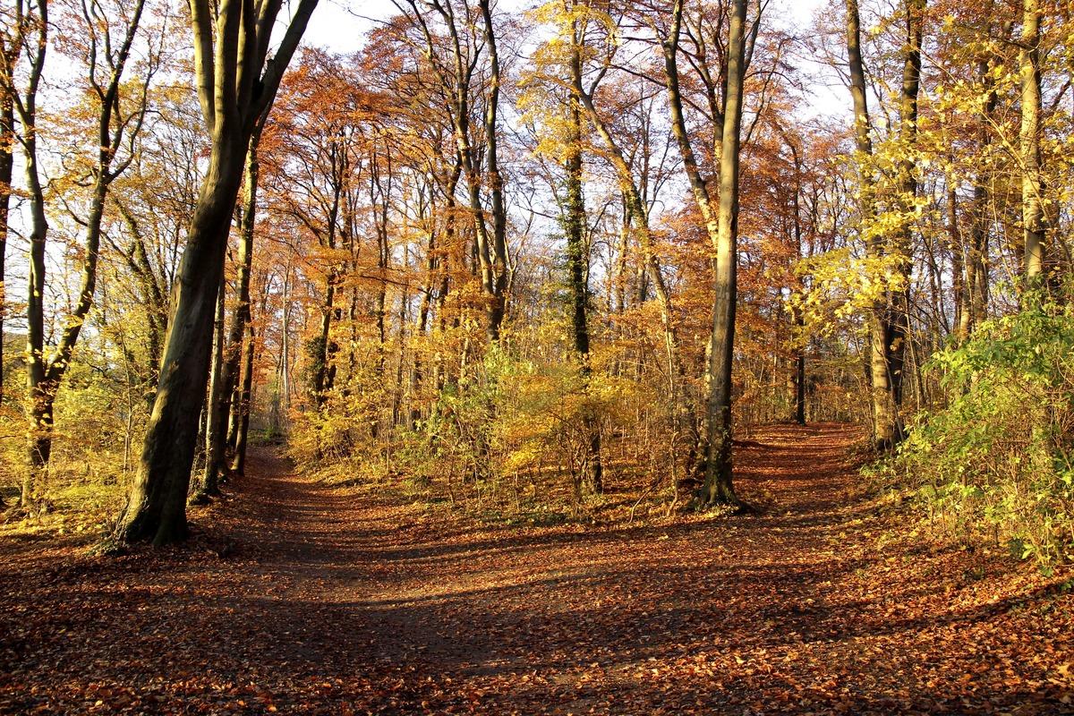 Goldener Wald