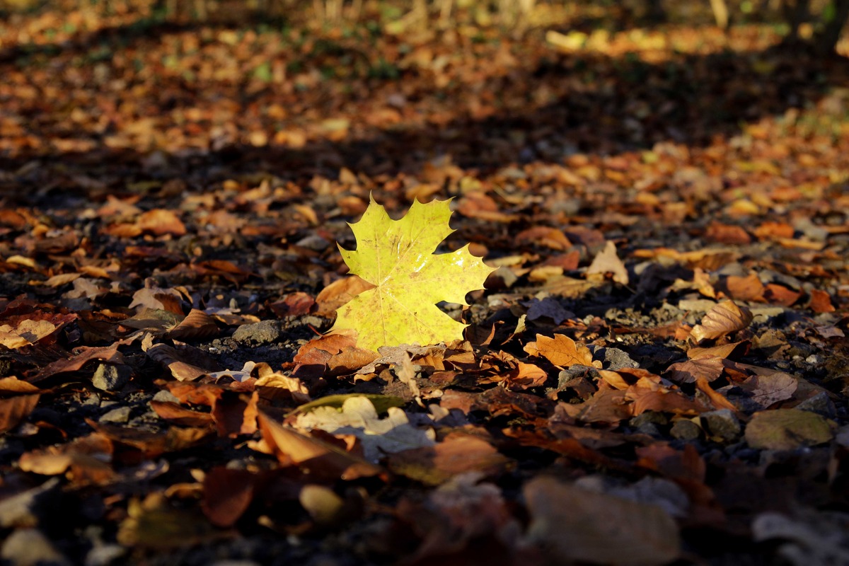 Blatt sonnt sich